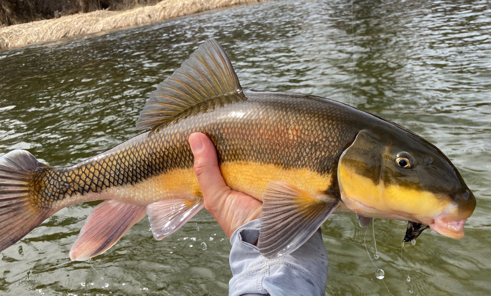 Native Largescale Sucker