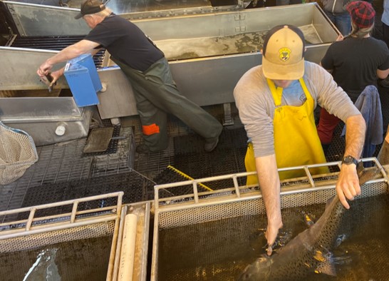 Chinook, trapping, Lower Granite Dam