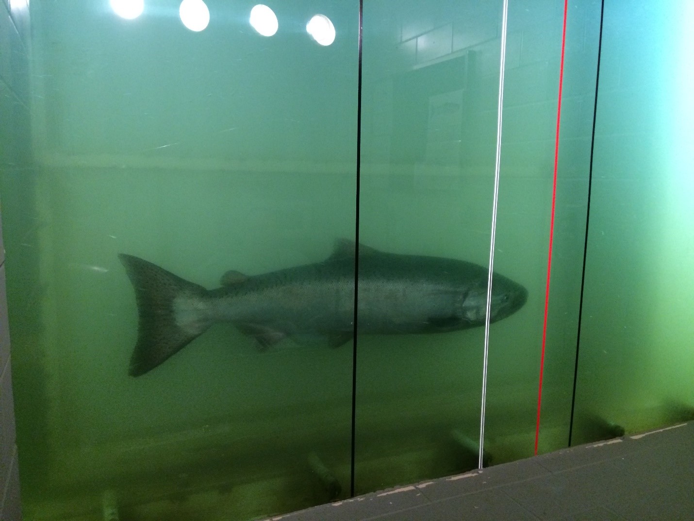 Chinook in the window