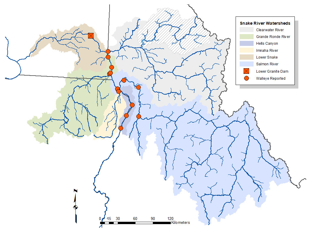 Walleye map Snake/Salmon rivers
