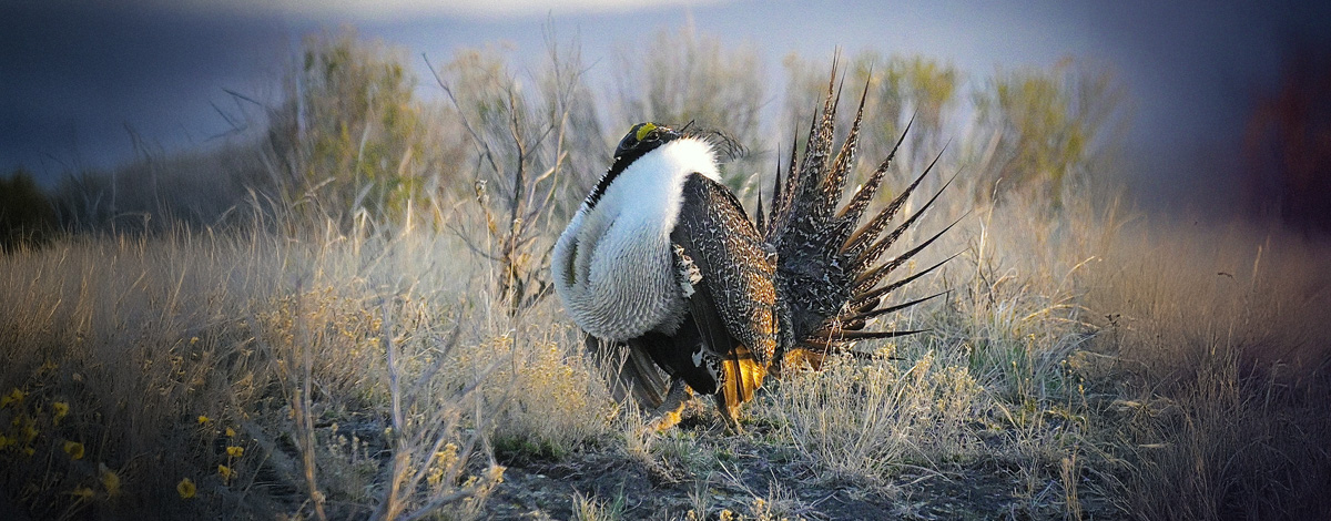 male grouse