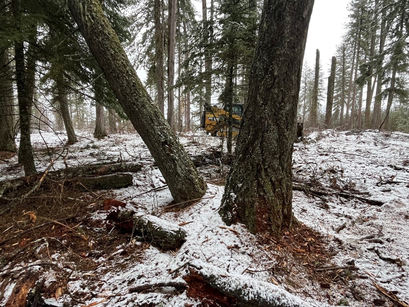 Winter forest health work underway at Little Boulder near Helmer