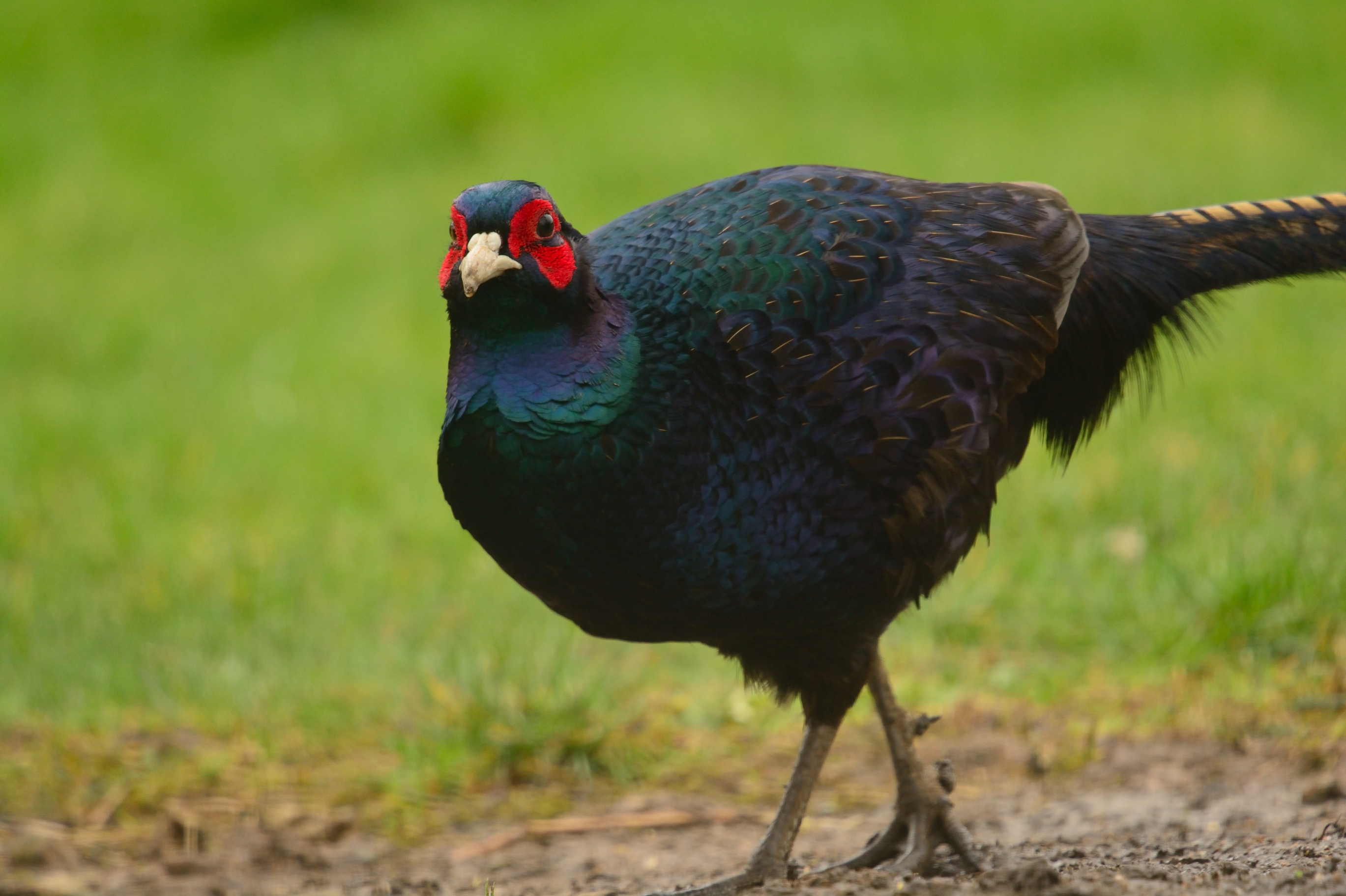 Melanistic black pheasant walking on green grass and dirt