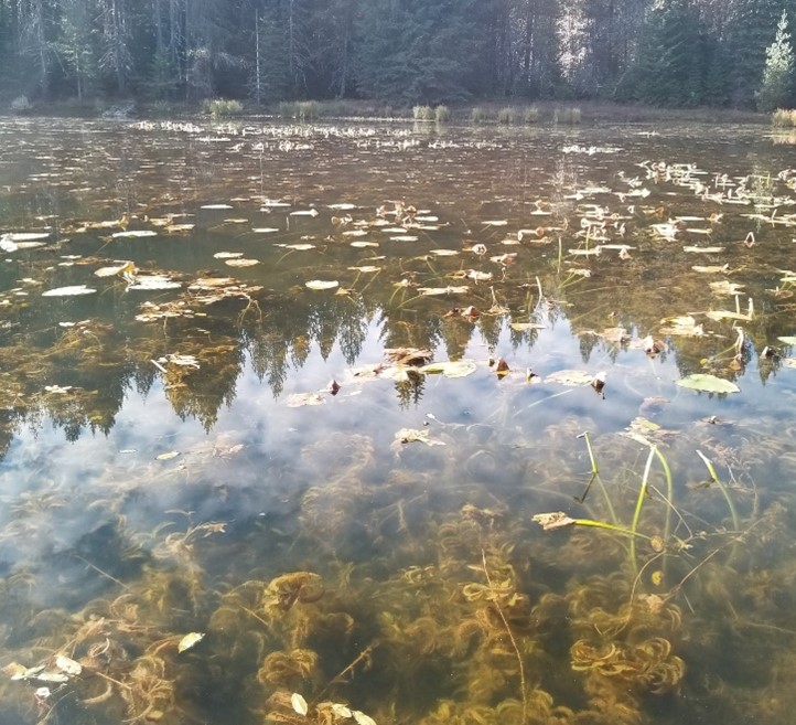 Moose Creek Reservoir Pondweed