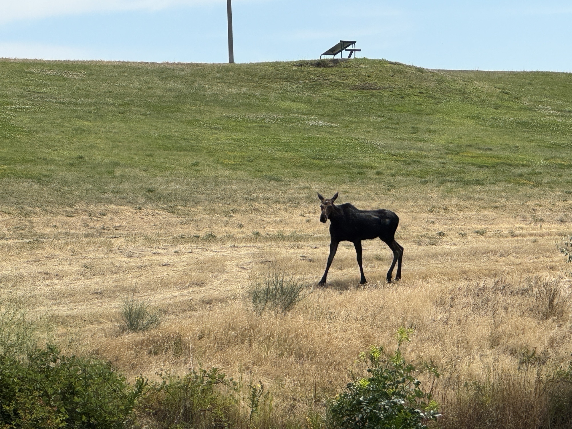 Moose in Lewiston