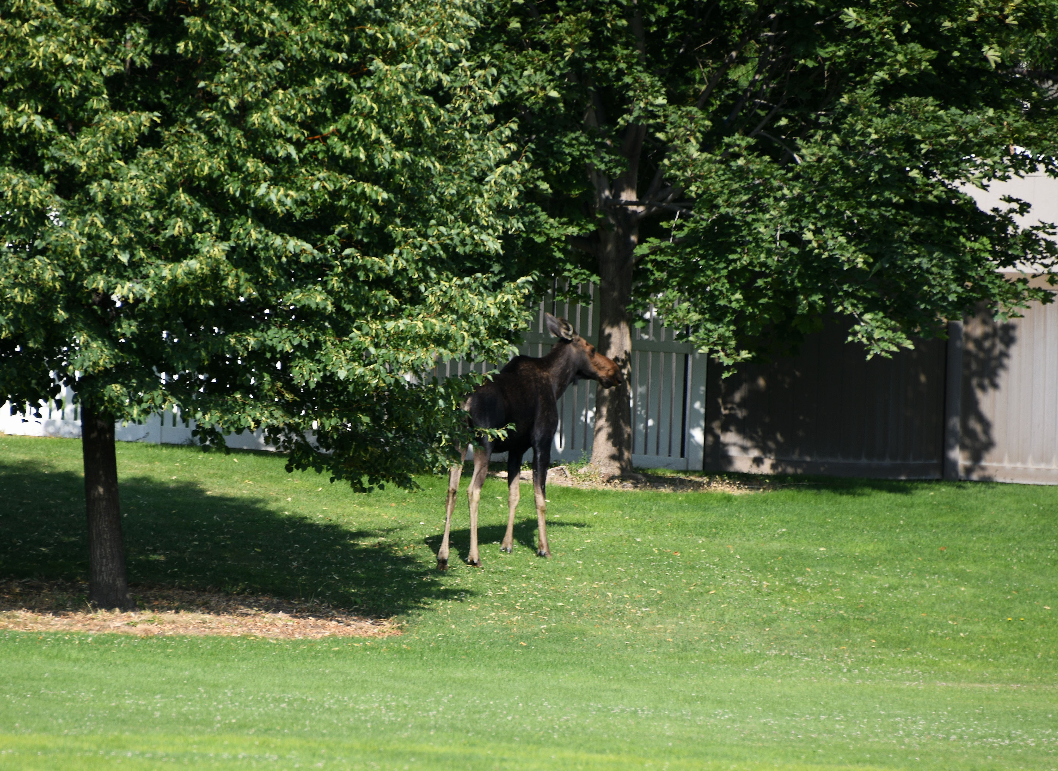 A yearling moose in a Twin Falls city park in 2021.