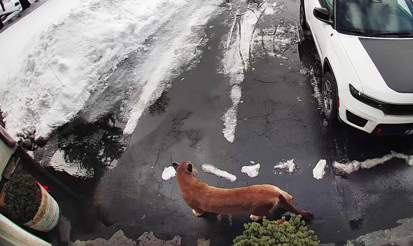 A mountain lion pauses in front of a house in Ketchum in February 2024