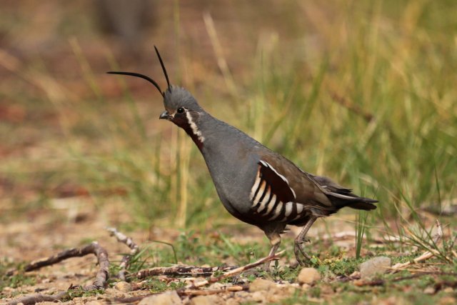 Mountain quail