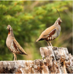 Mountain quail