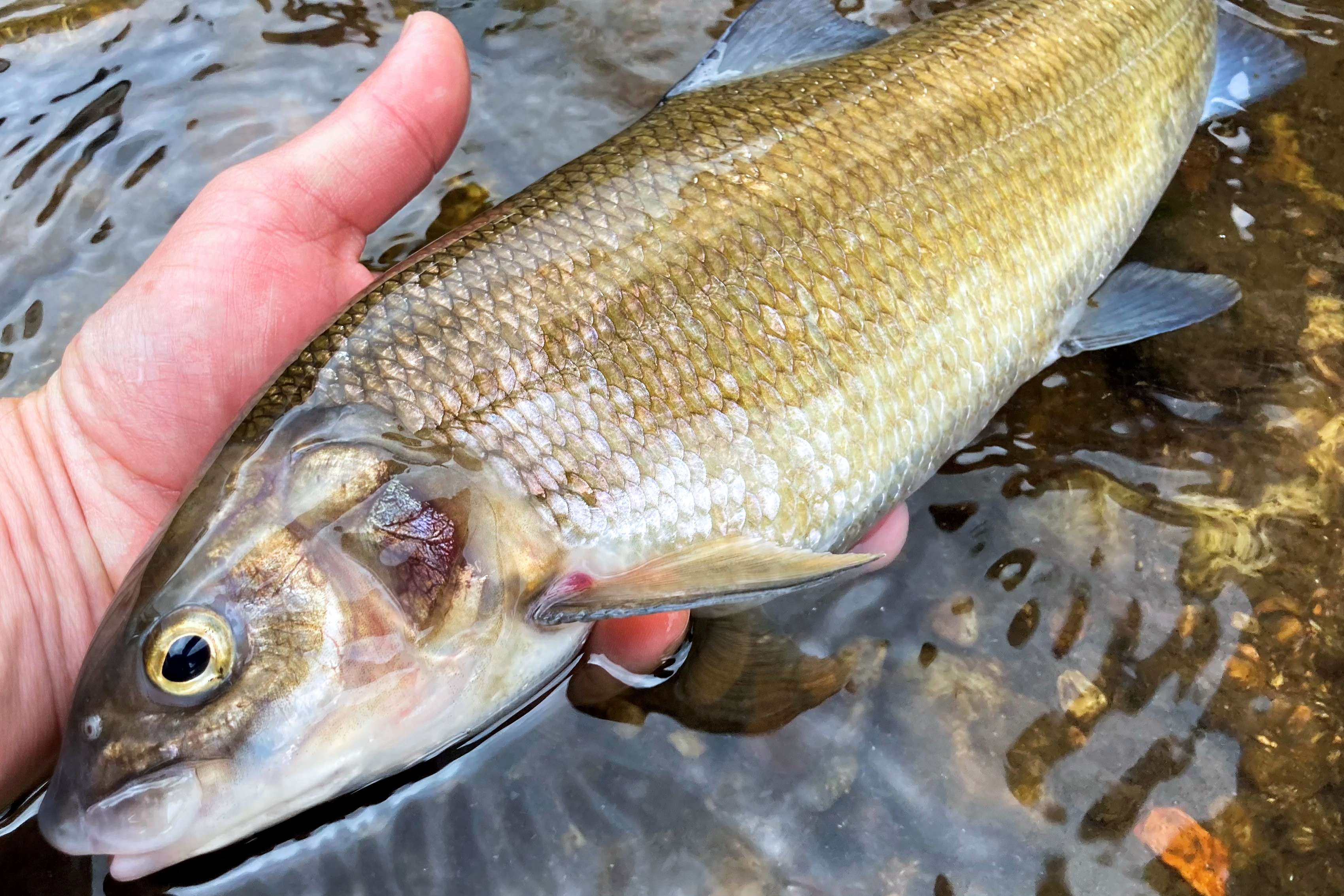 Mountain Whitefish in hand