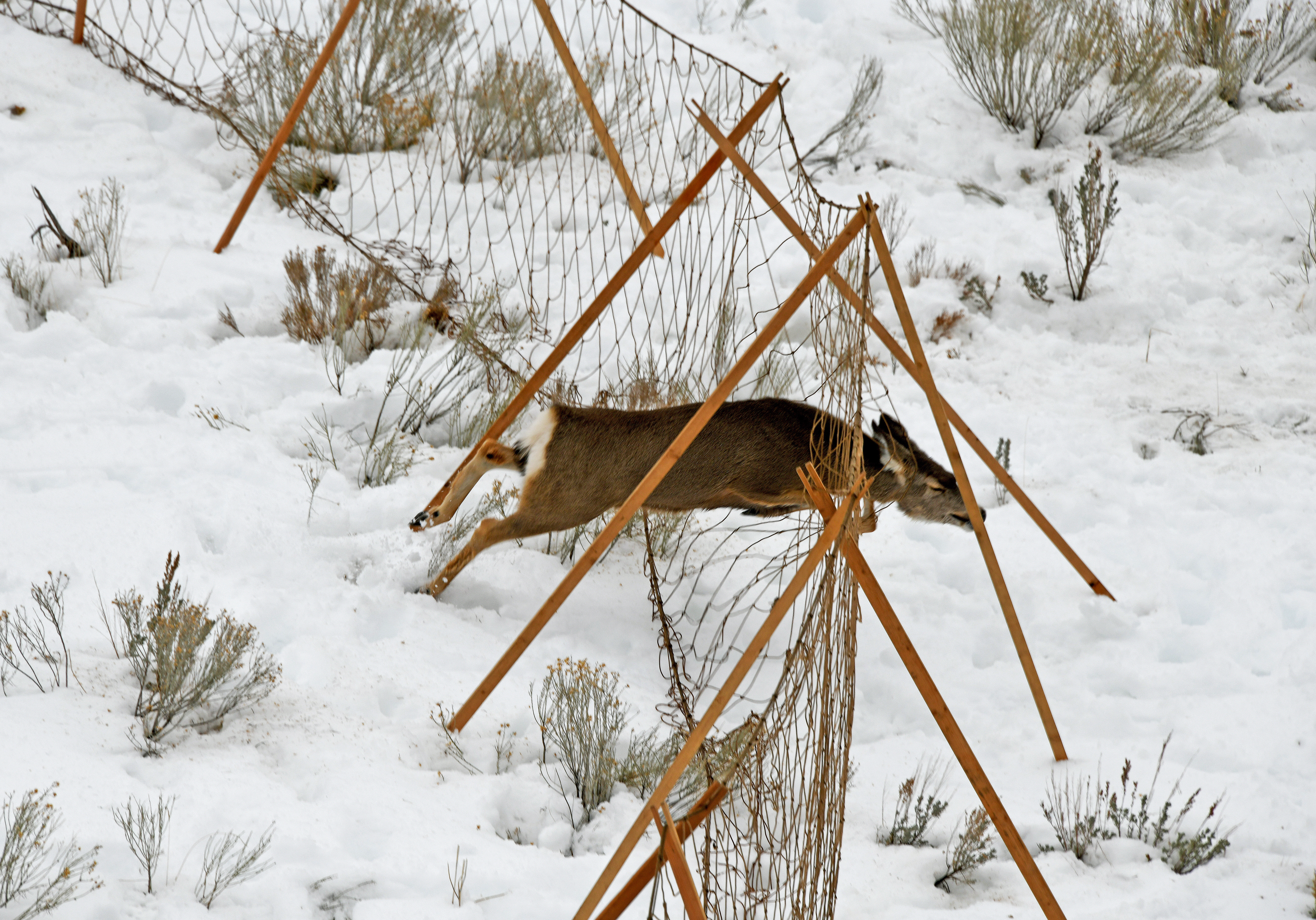 mule_deer_capture_drive_net