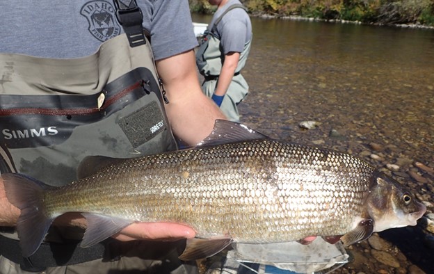 Mountain Whitefish captured during recent population surveys by Idaho Fish and Game biologists.