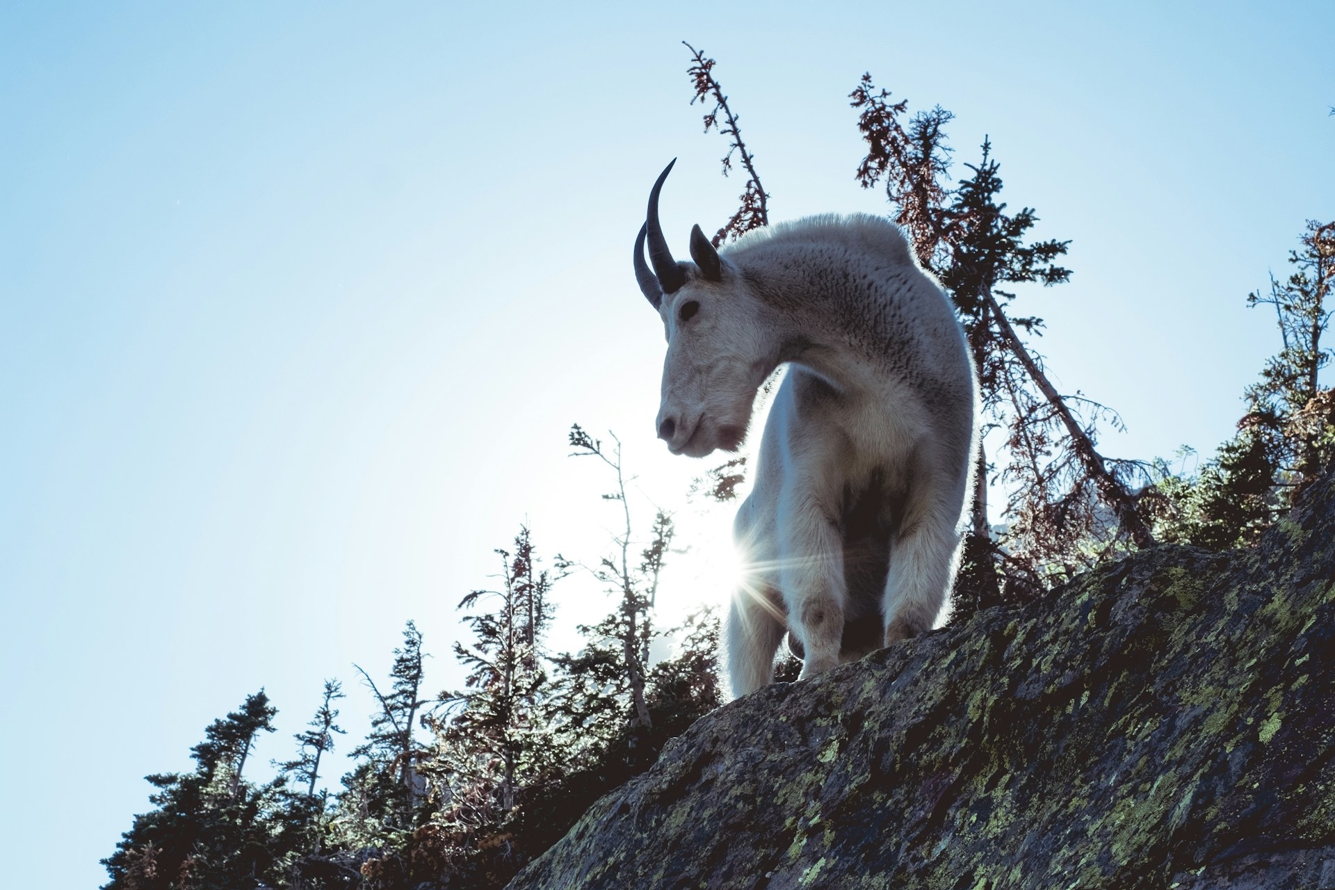 Mountain goat on rocks