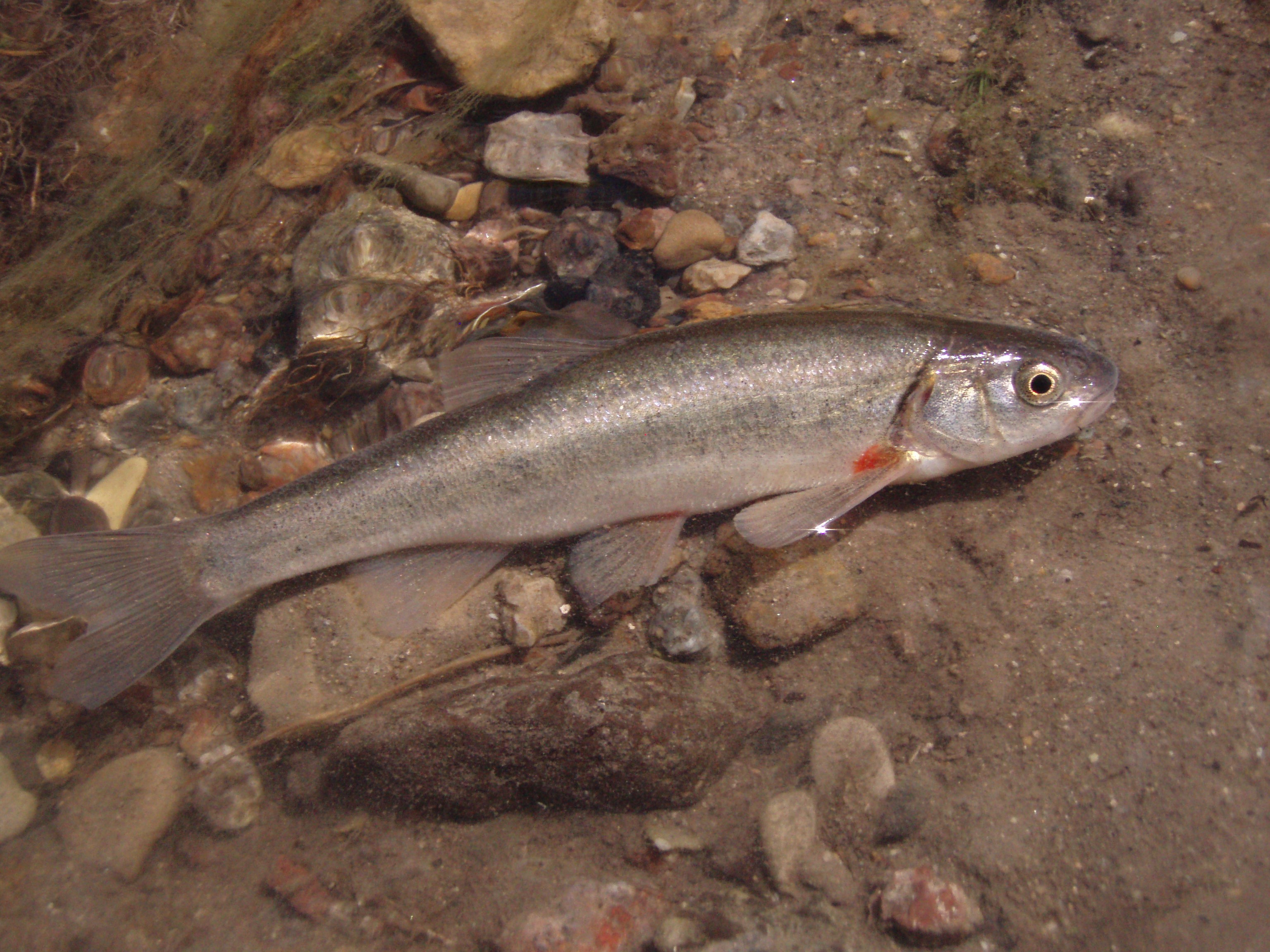 Northern Leatherside Chub