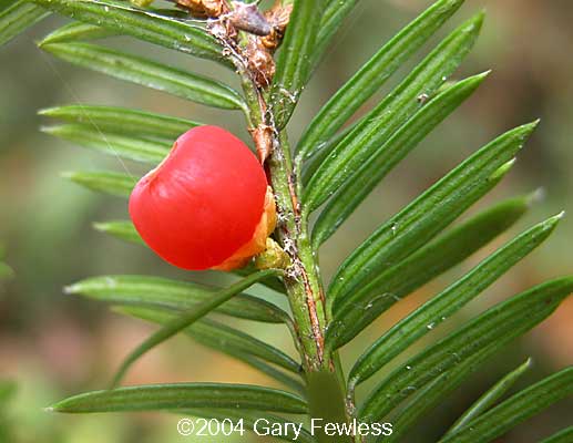 Fish and Game to provide a community presentation on ornamental yew identification in Ketchum