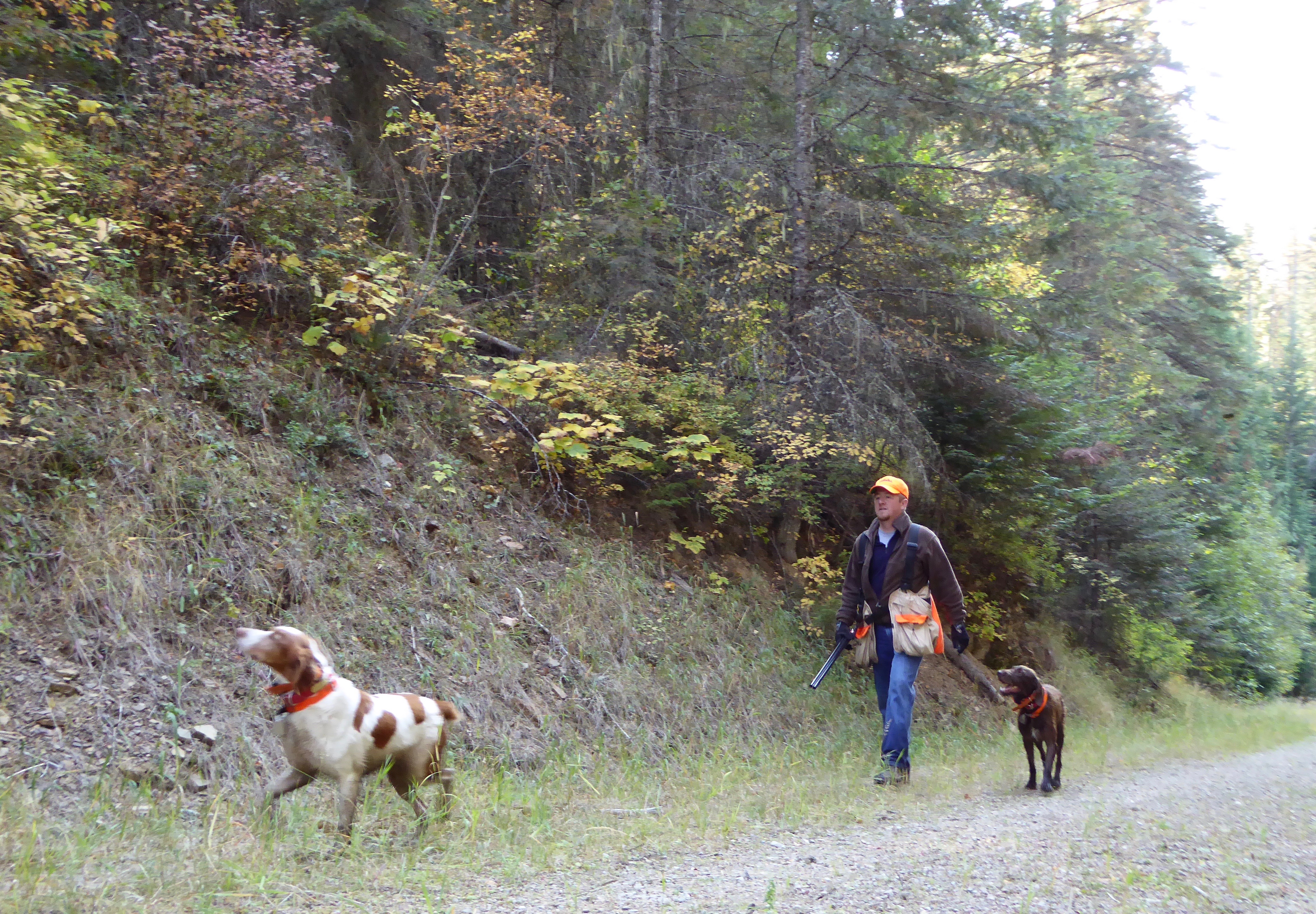 Grouse hunter, upland bird hunting, 