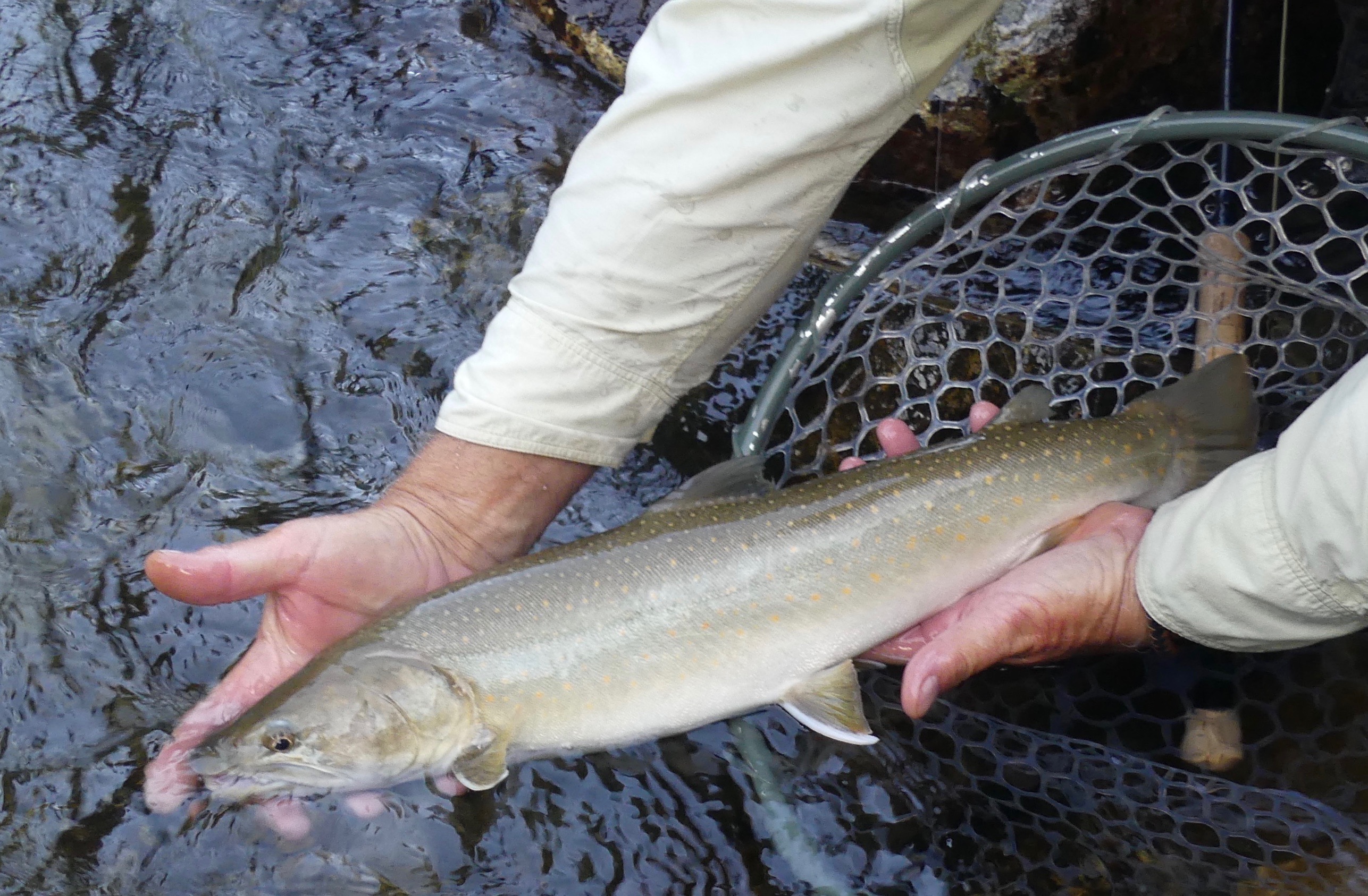 Casting for the bulls: fishing for Idaho's bull trout