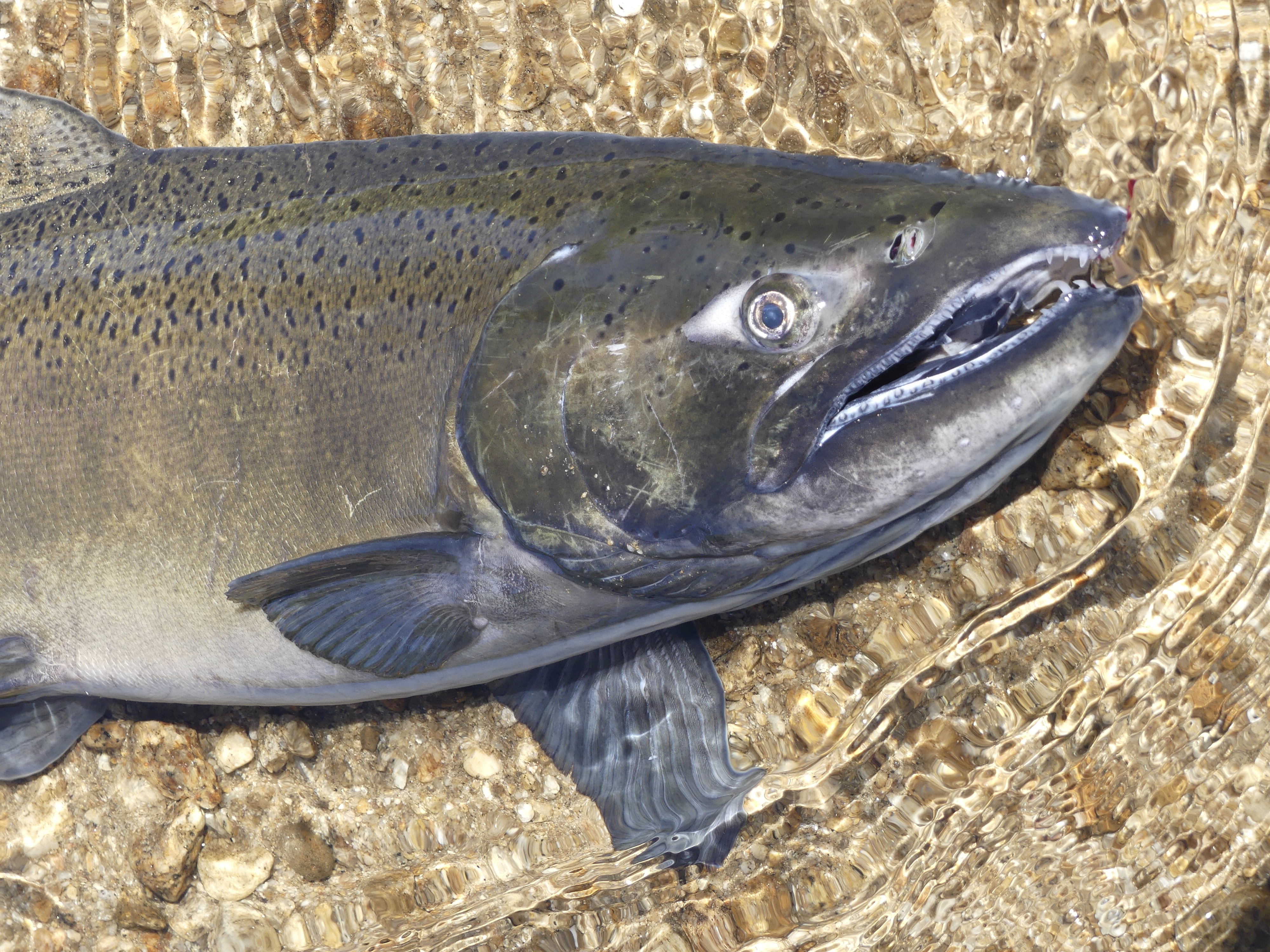 Chinook salmon from the South Fork Salmon River 