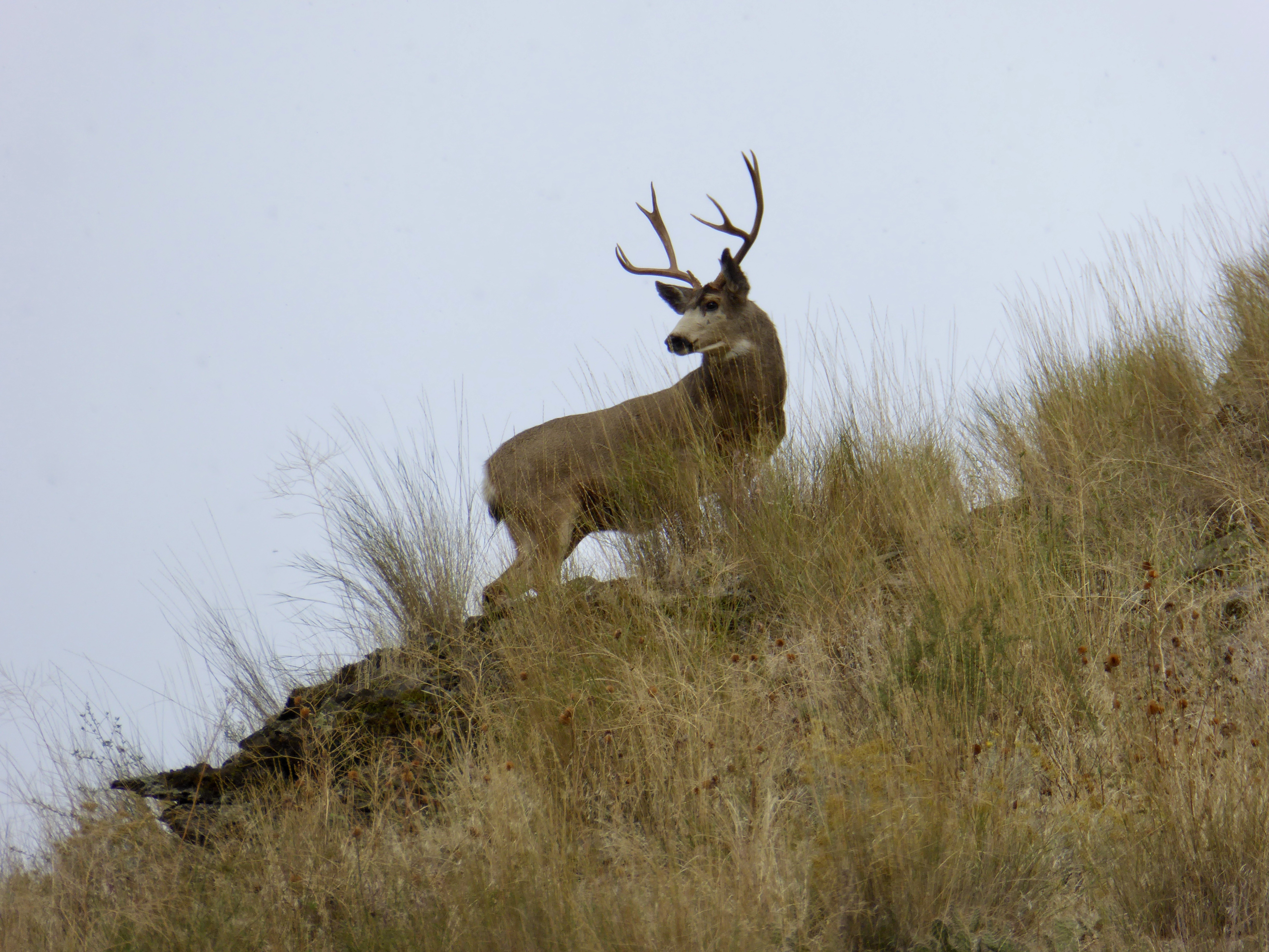 mule deer