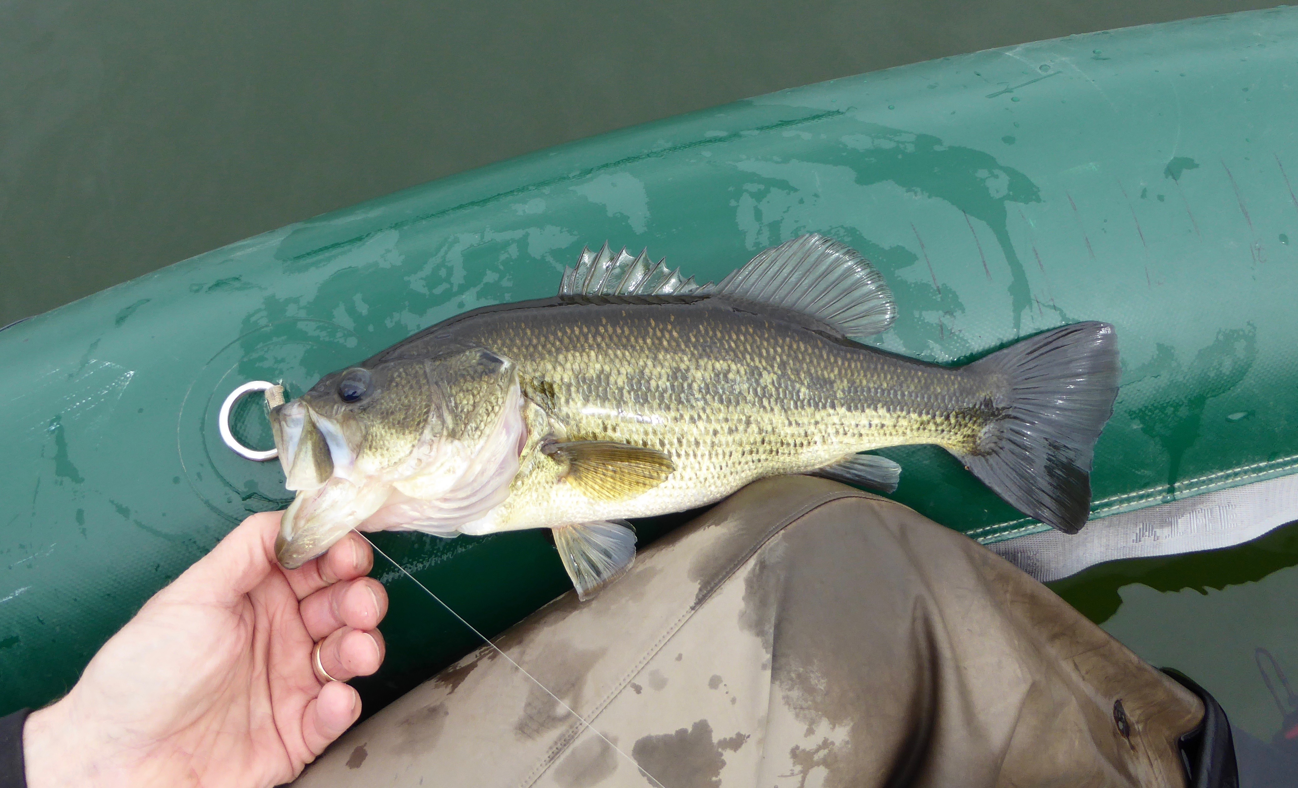 largemouth bass, southwest region