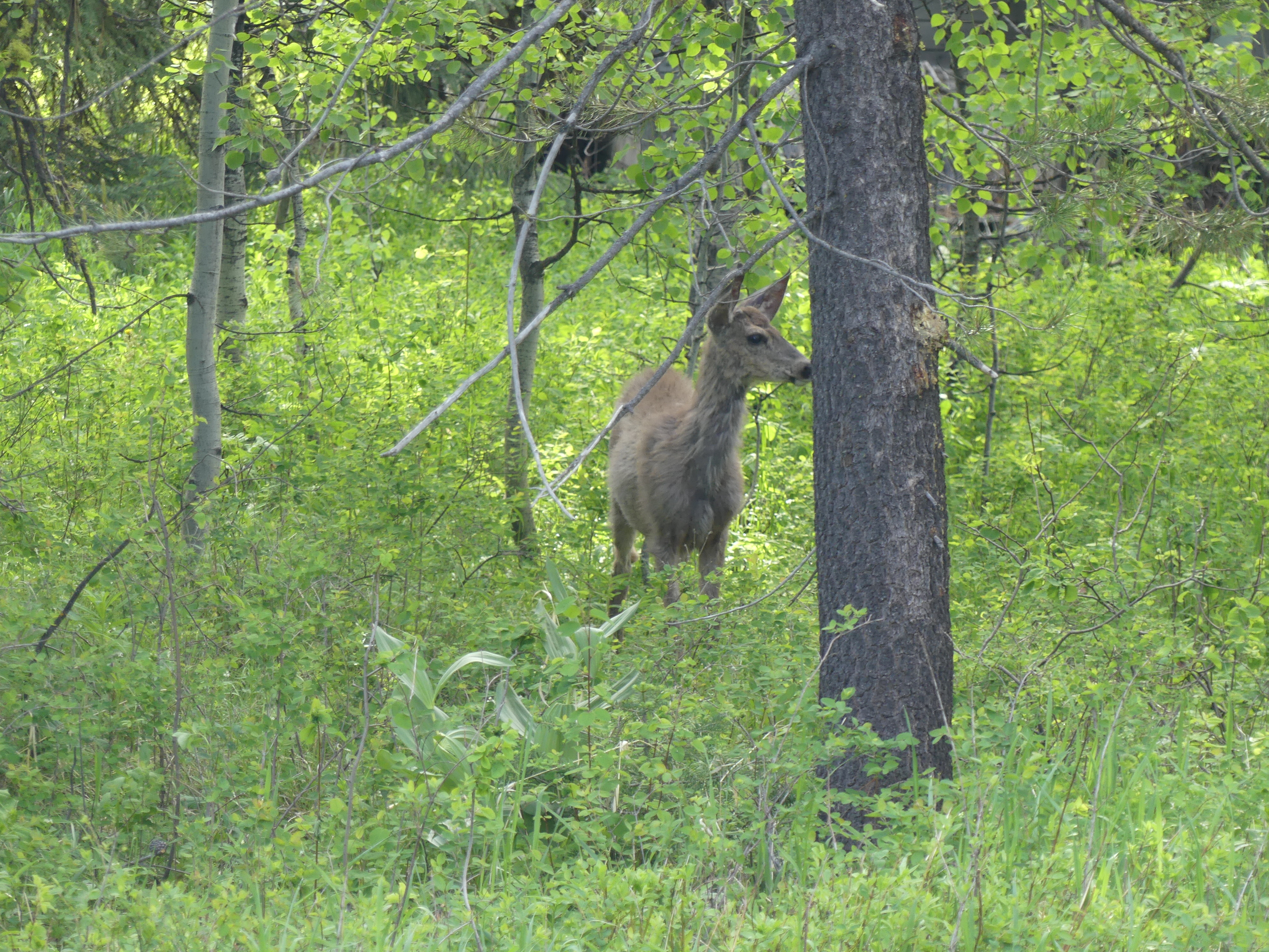 mule deer forest