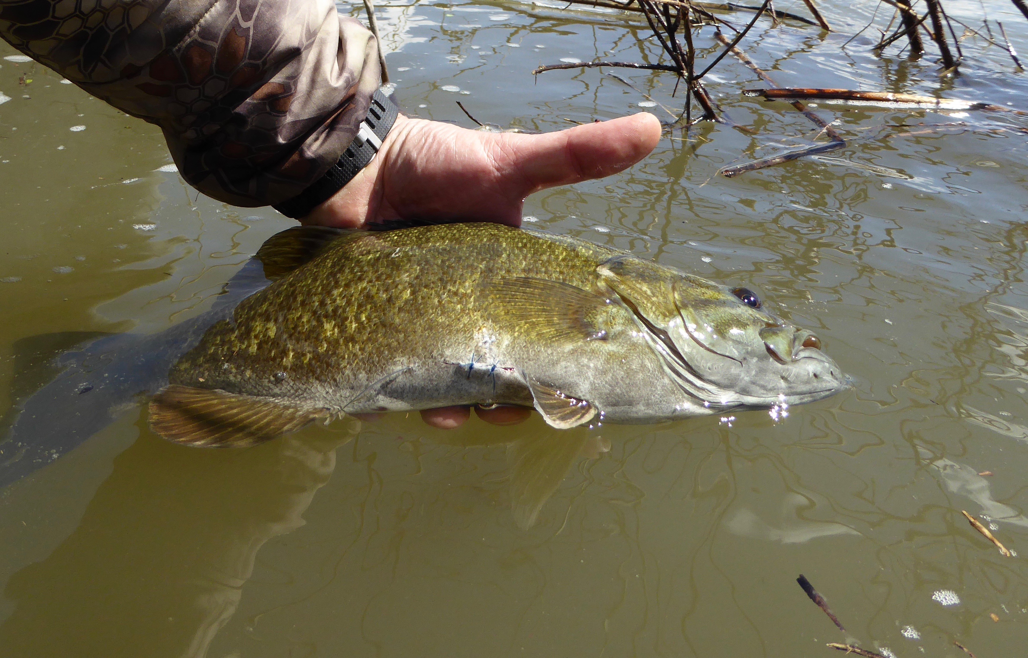 Smallmouth bass with radio tag, Snake River, Southwest Region