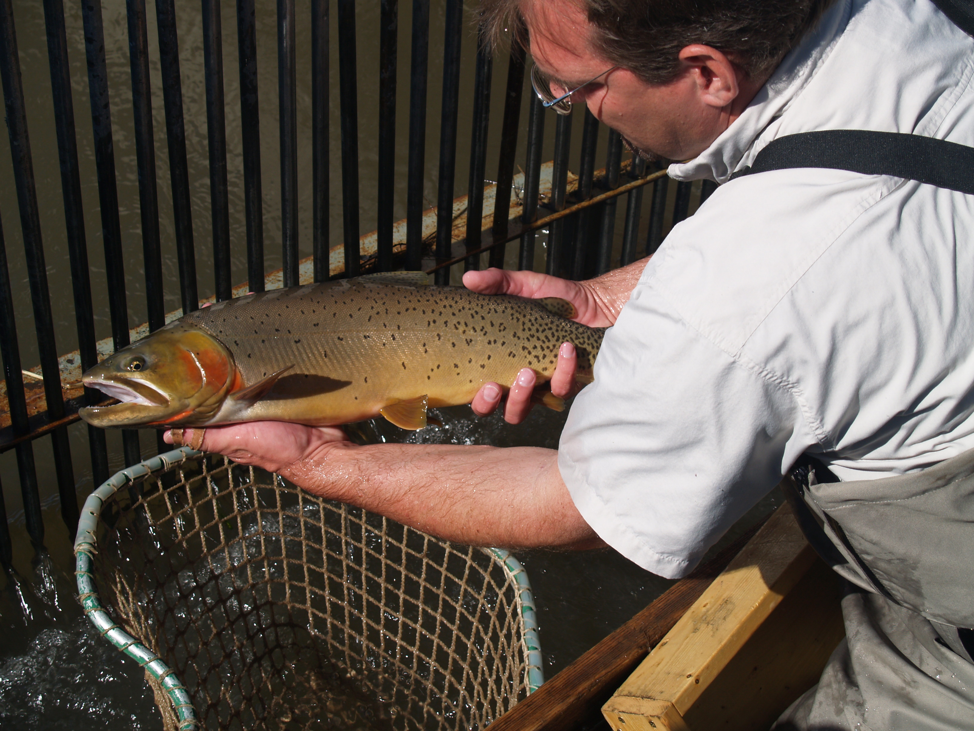 Weirs are used to capture migrating cutthroat, after which they are tagged to learn about survival and predation