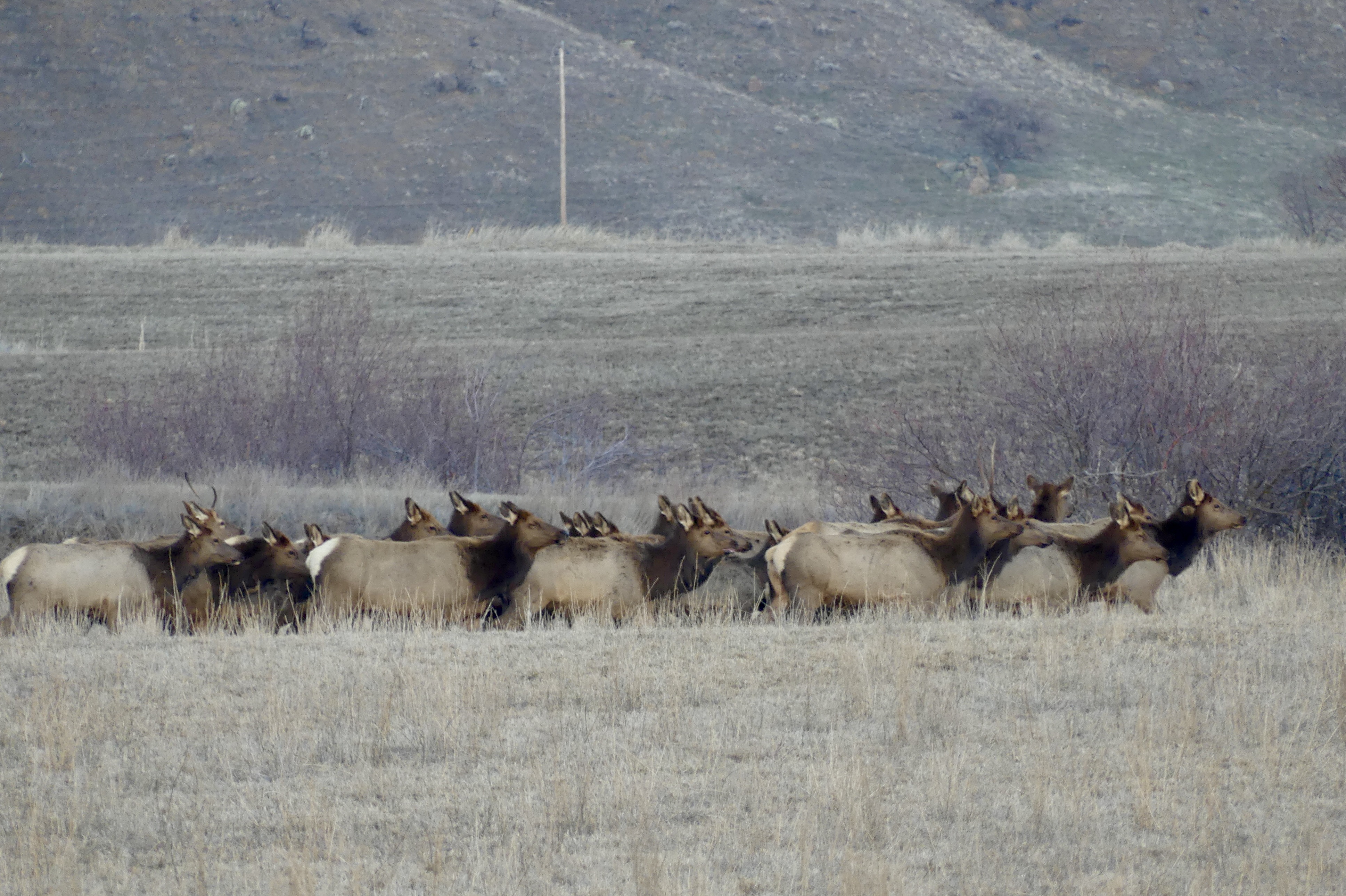 elk, pasture, private land, depredation