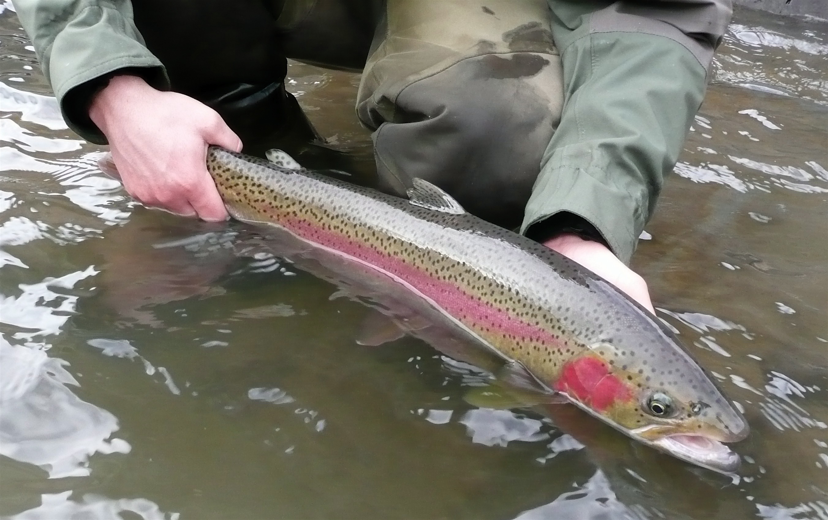 Early-Spring Steelhead - On The Water