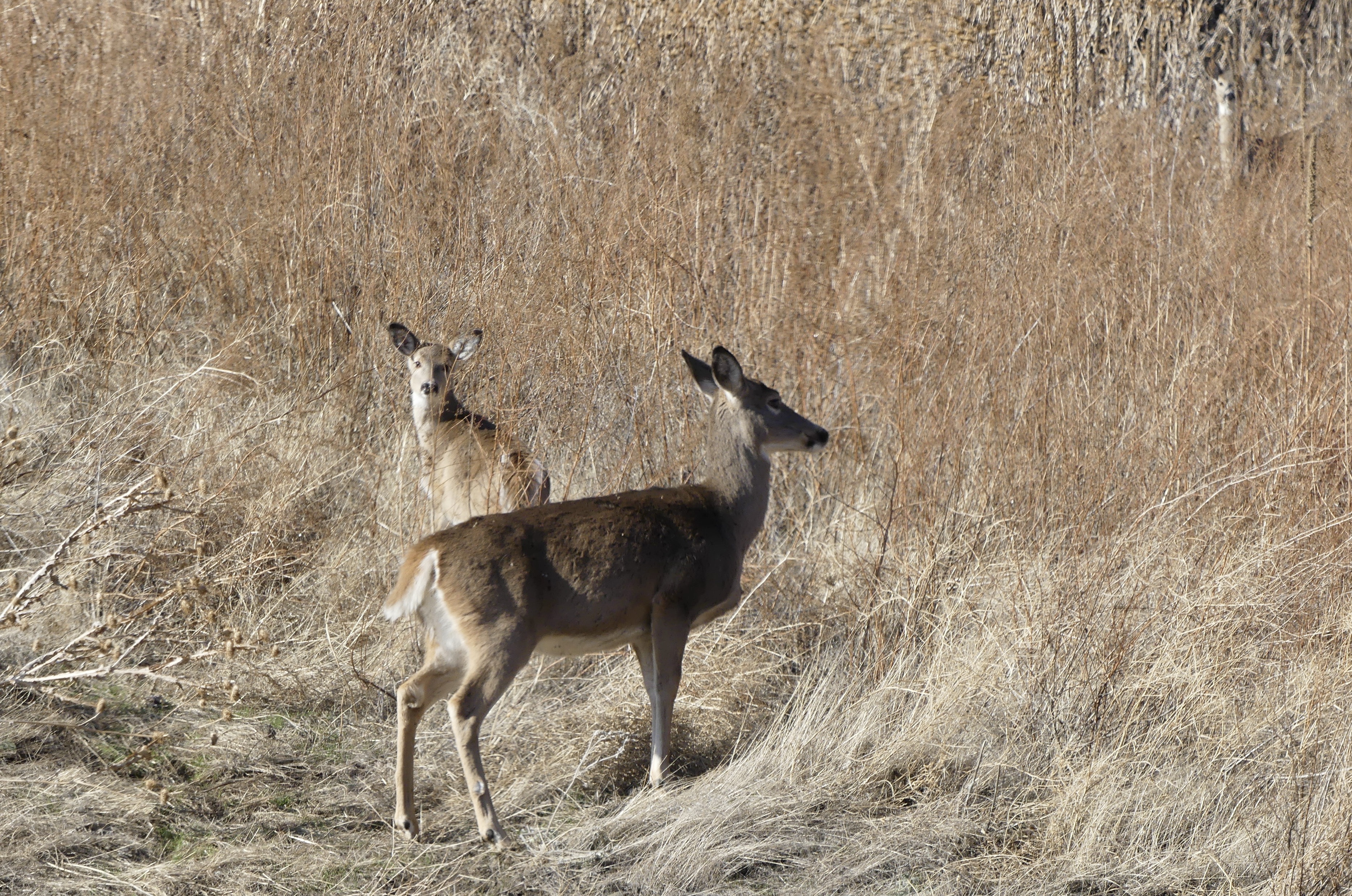 white-tailed deer