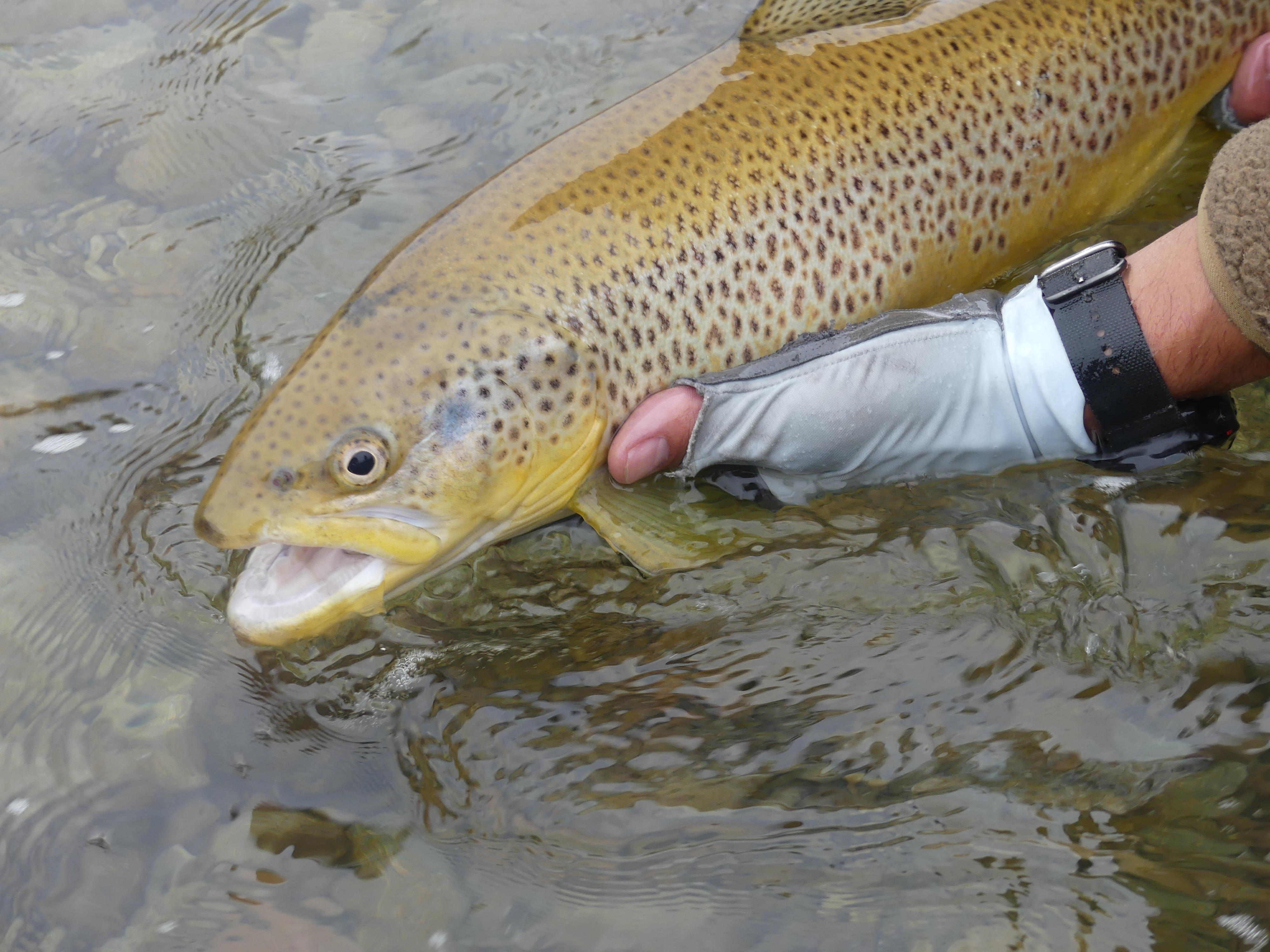 brown trout