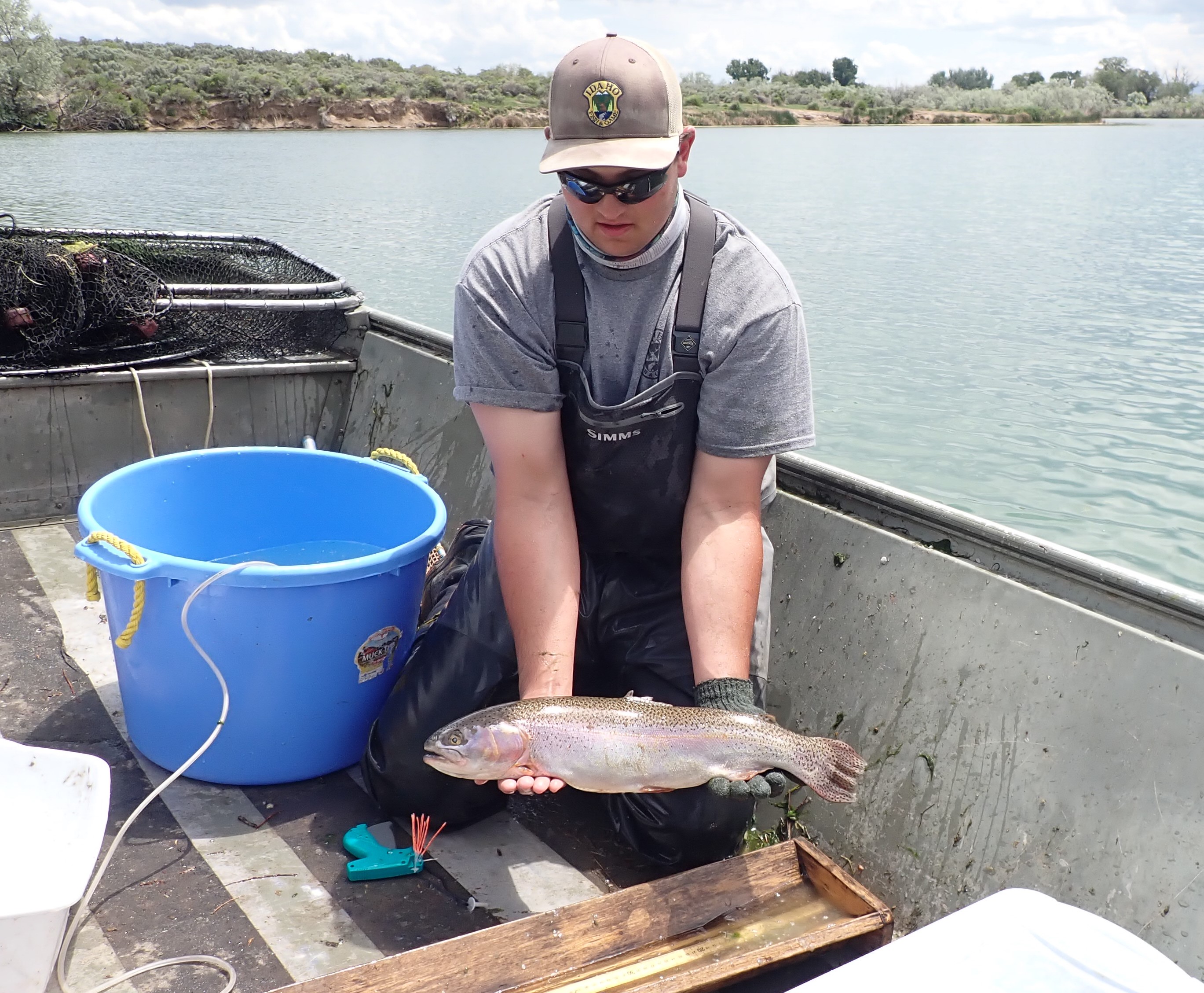A fisheries technician on a boat holding a Rainbow Trout above a measuring board.