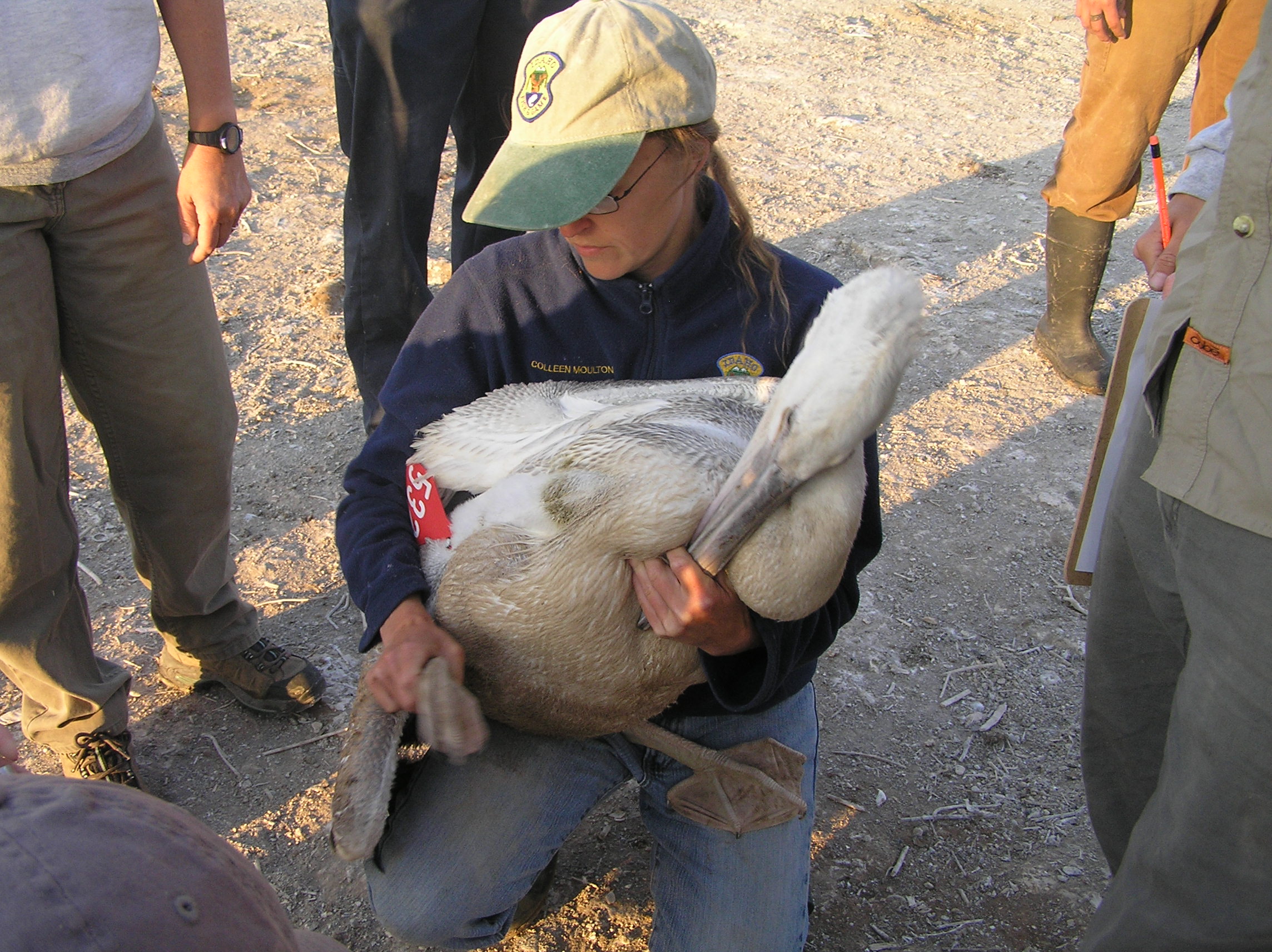 Wing tags are used to study pelican survival and movement.