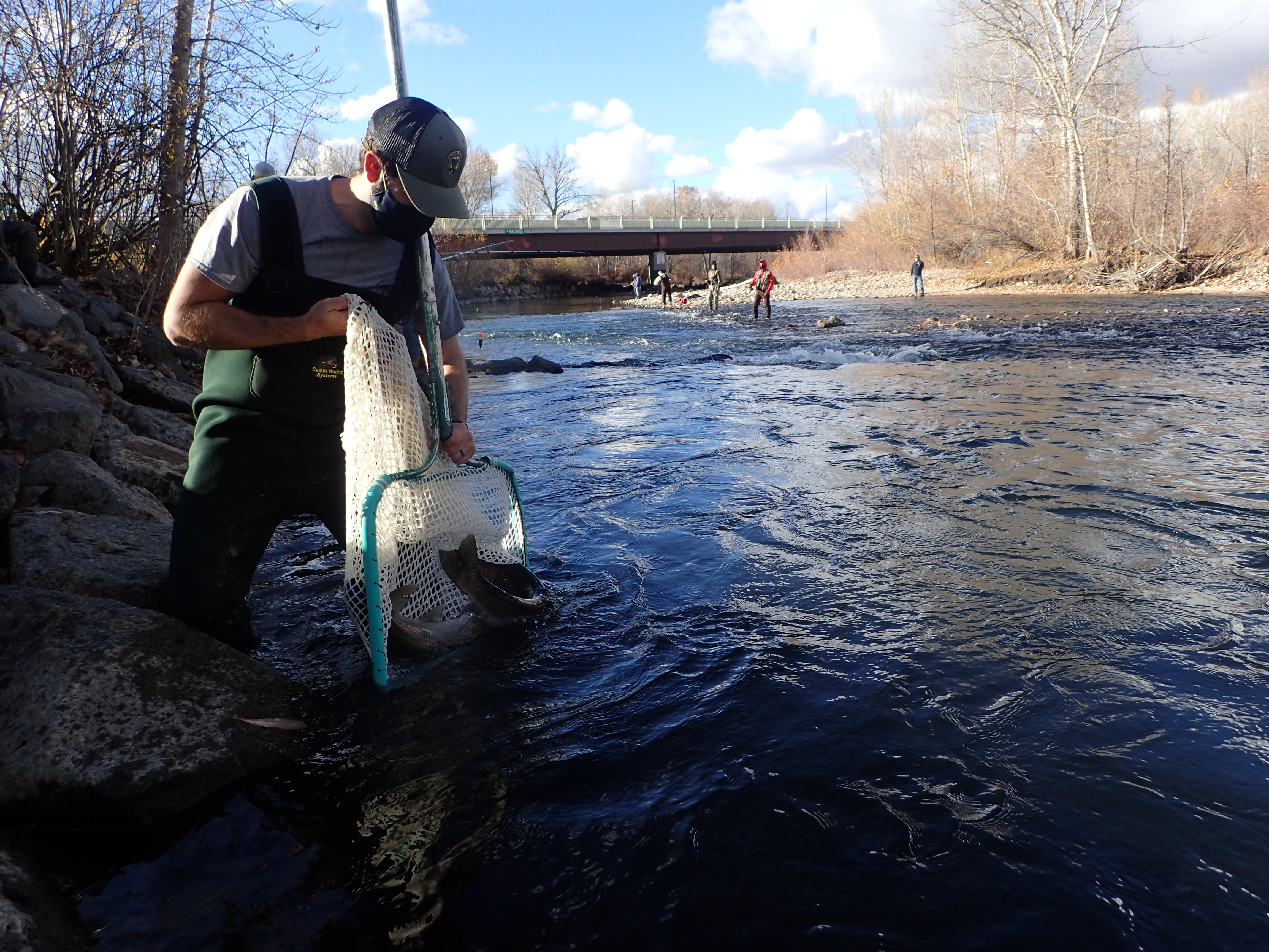 Catching steelhead in Idaho's capital city, survey shows anglers