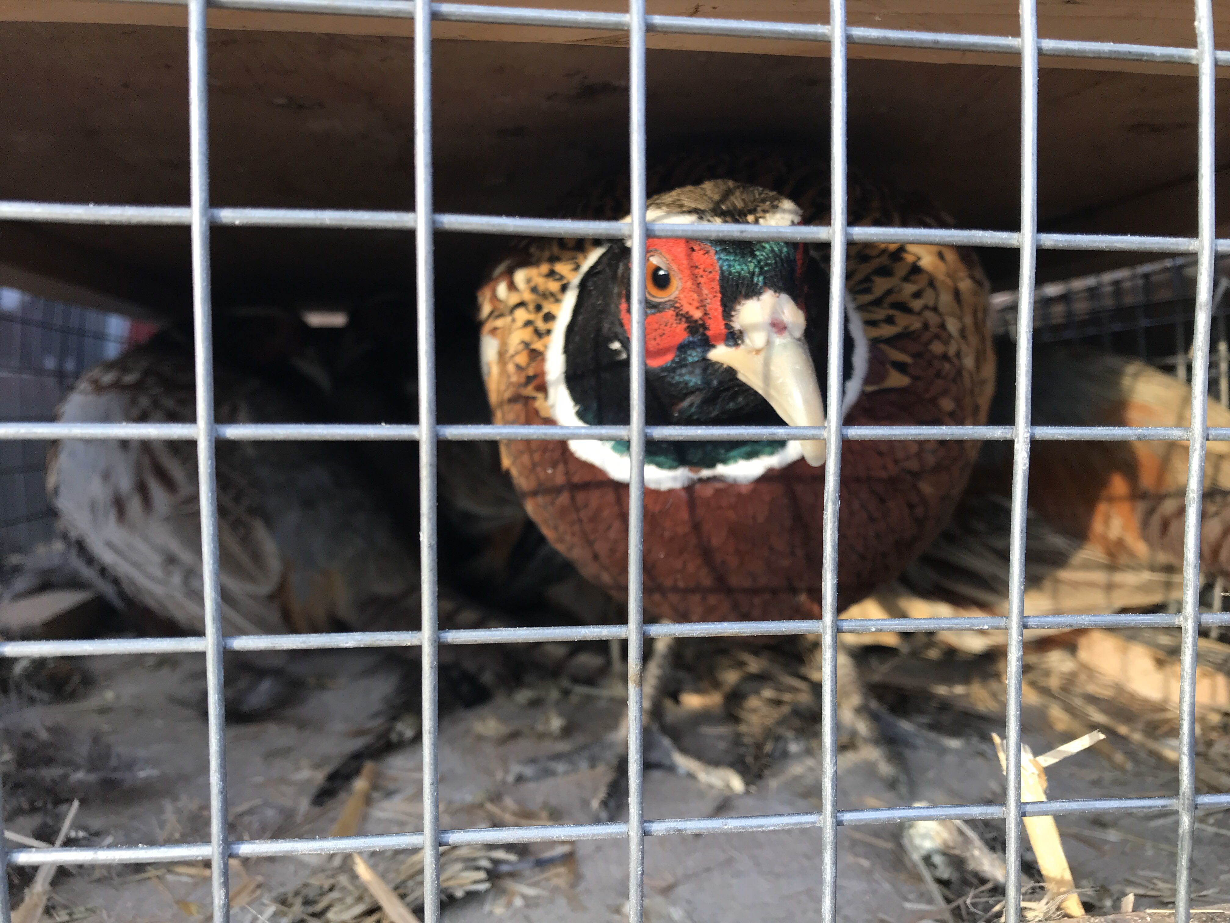 pheasant_in_box_before_release_oct_2019