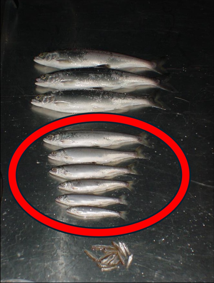 Subadult kokanee abundance