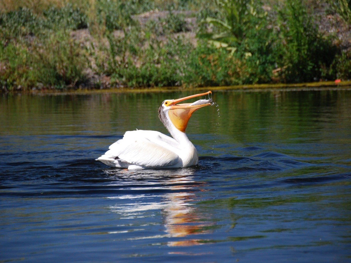 American white pelican feeding on a rainbow trout 