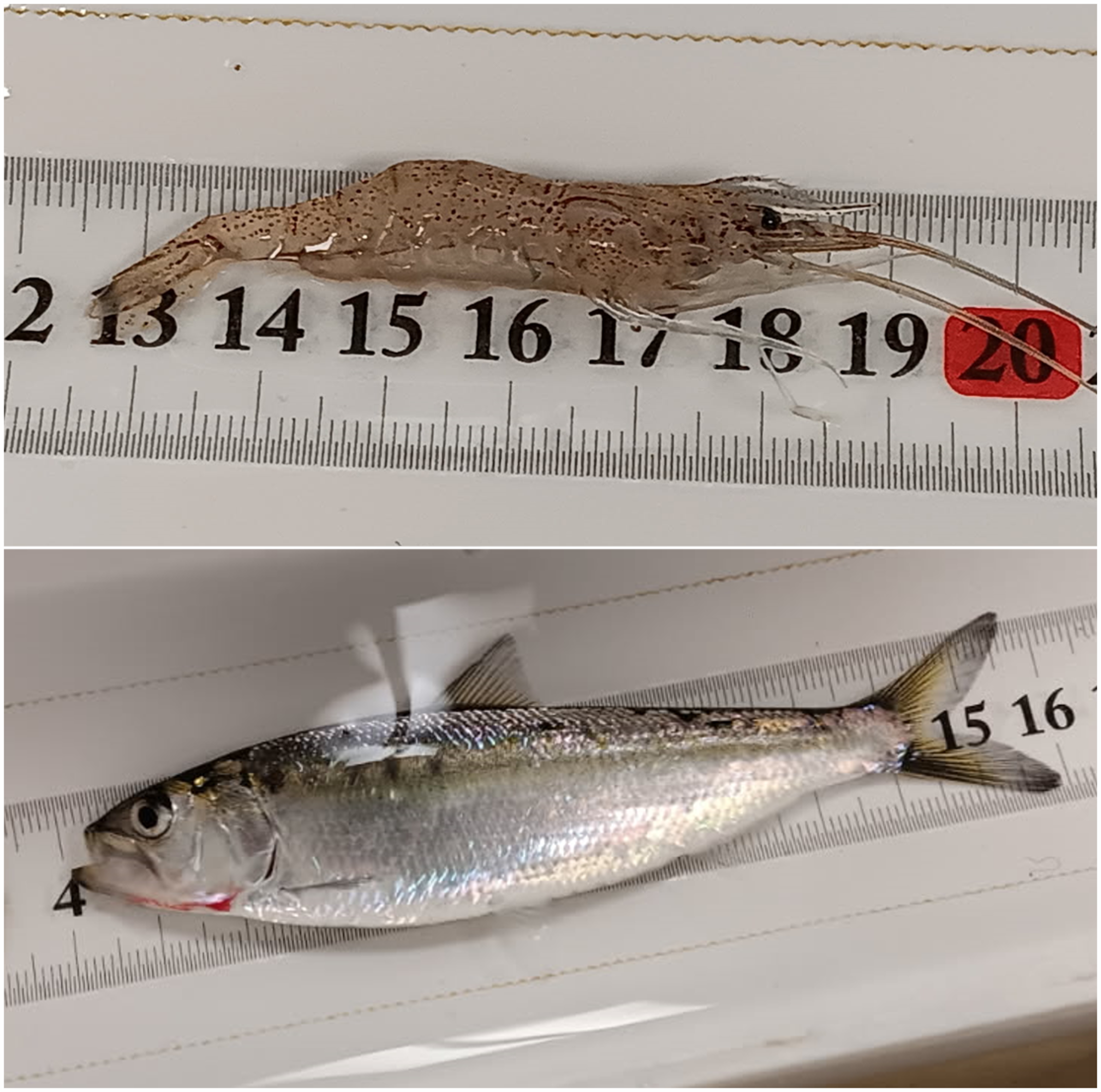 SiberianPrawnAndShad