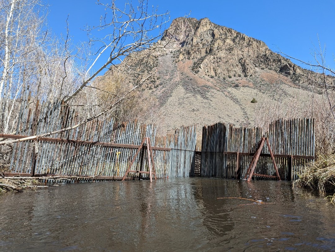 Looking upstream at the entrance to the Williams Lake picket weir. 