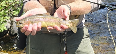 Angler holding a small rainbow trout