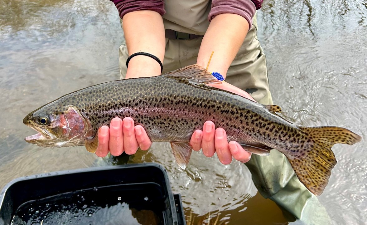 IDFG technician holds processed Rainbow Trout now ready to swim upstream and spawn.