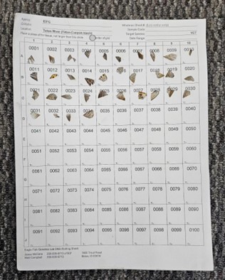 Genetics chart covered in fin clippings