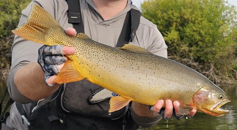 Biologist holding a large cutthroat trout