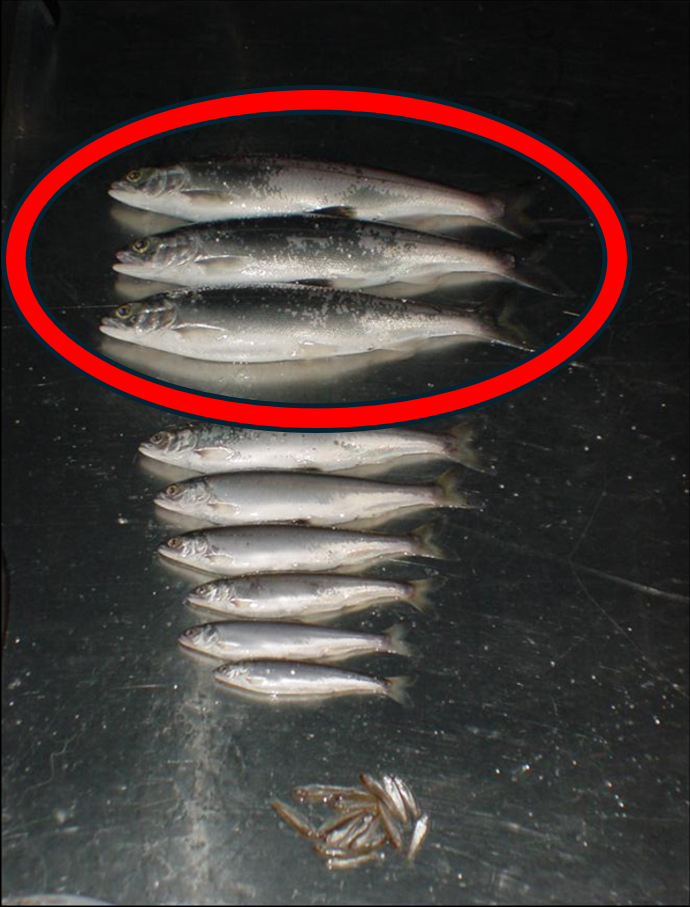 Adult Kokanee abundance