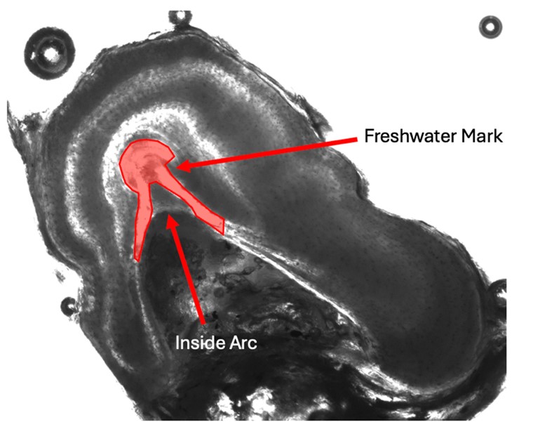 Figure 2: Cross-section of a Chinook salmon fin ray with freshwater mark and inside arc location highlighted.