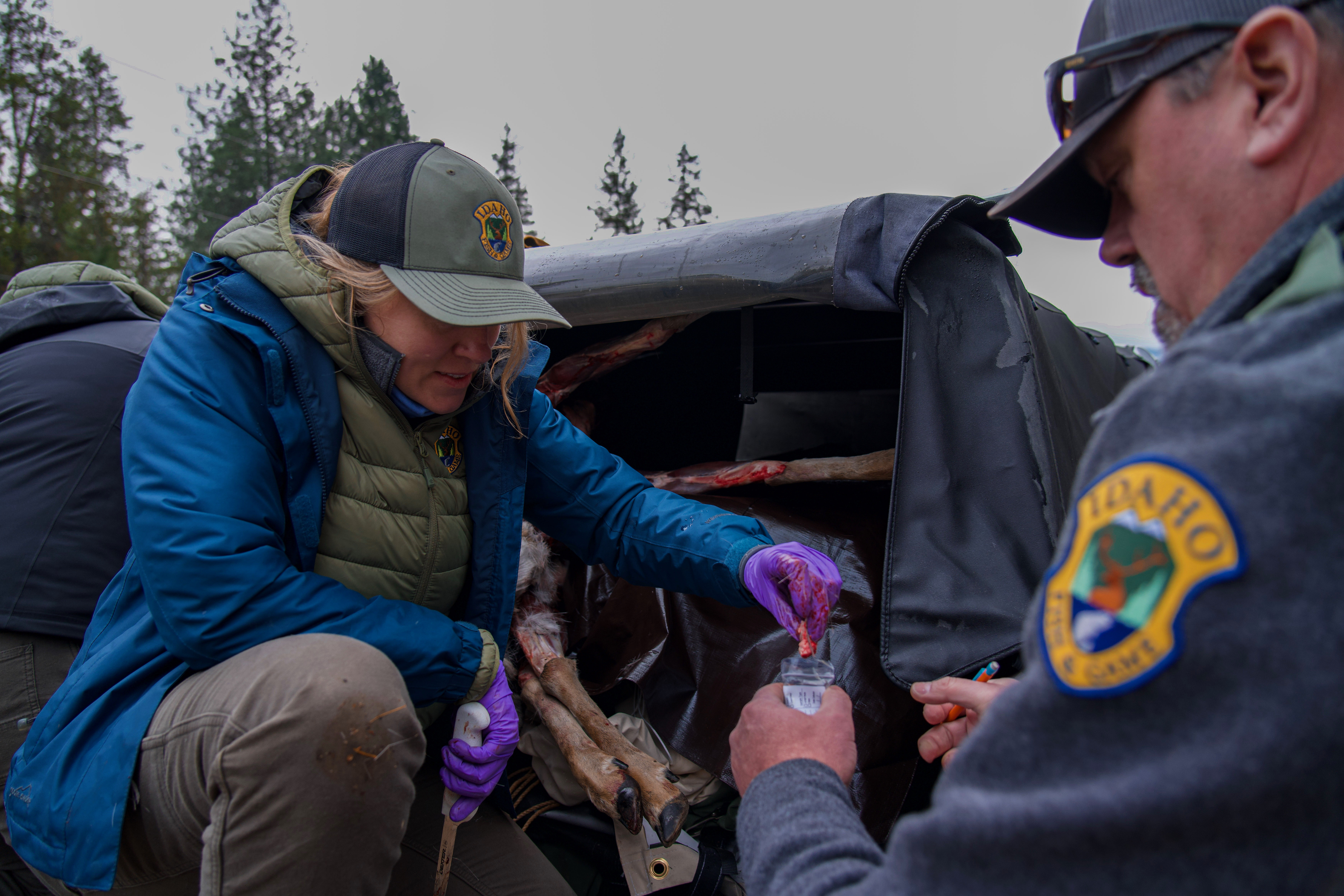 Idaho Fish and Game staff collecting a chronic wasting disease sample at a check station.