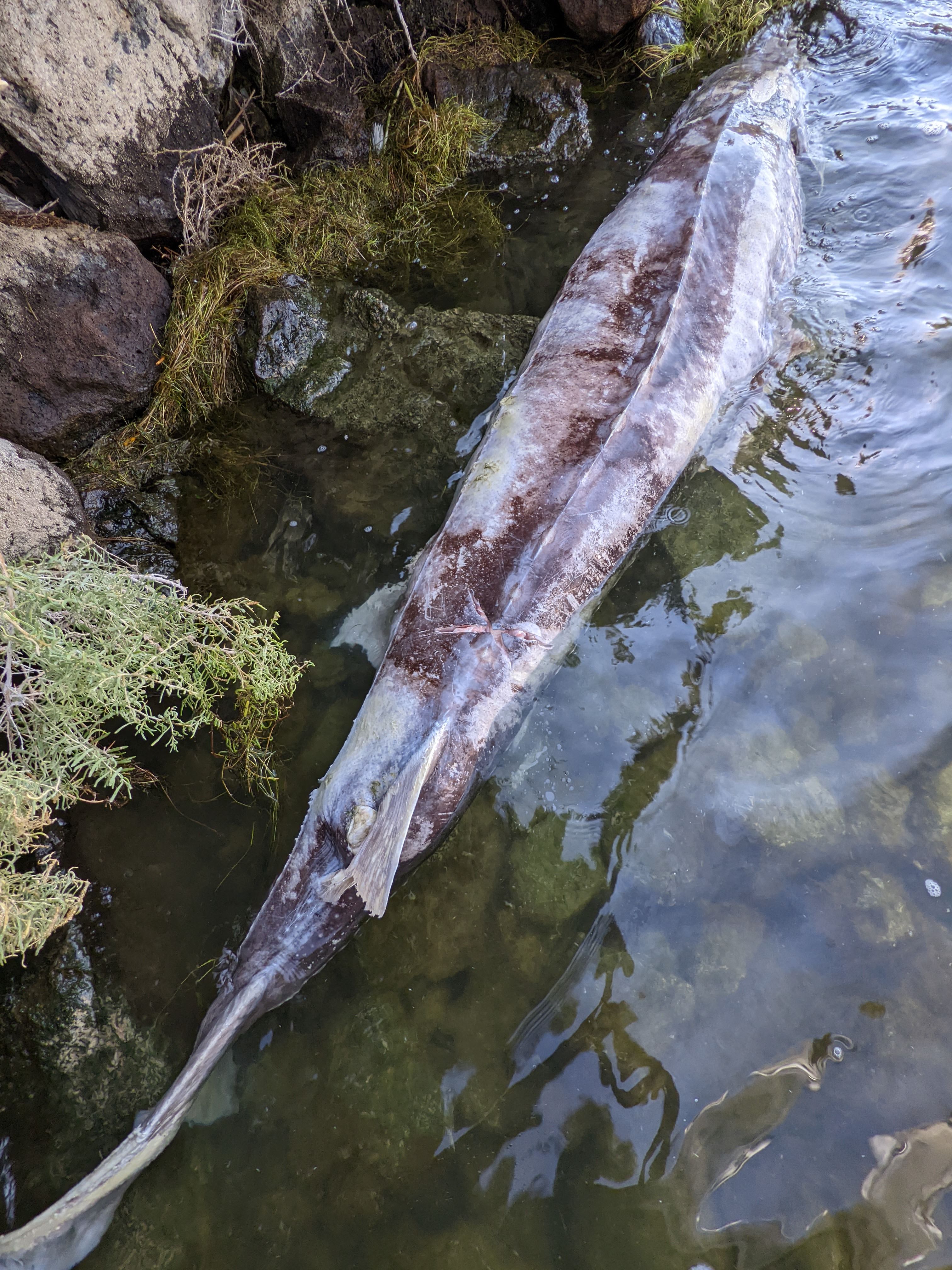 A dead sturgeon found in the summer of 2022 floats near the bank of C.J. Strike. 