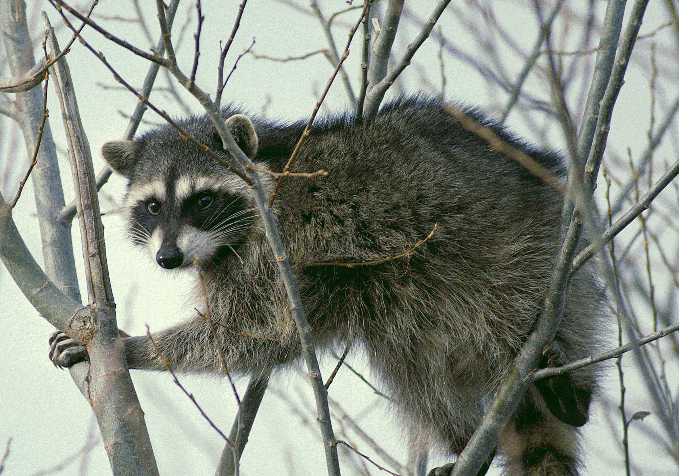 raccoon in tree