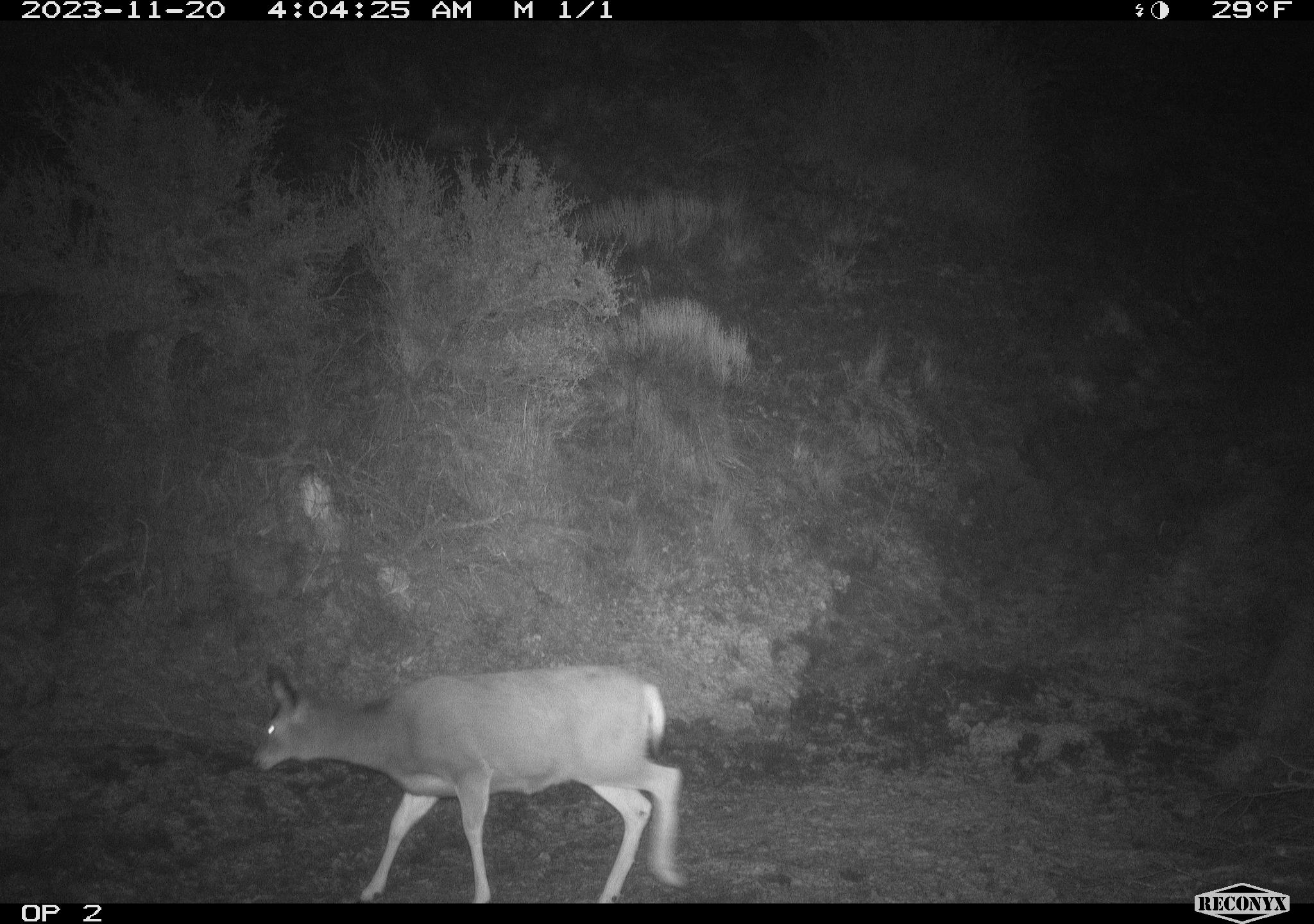 Deer crossing the Highway 21 overpass.