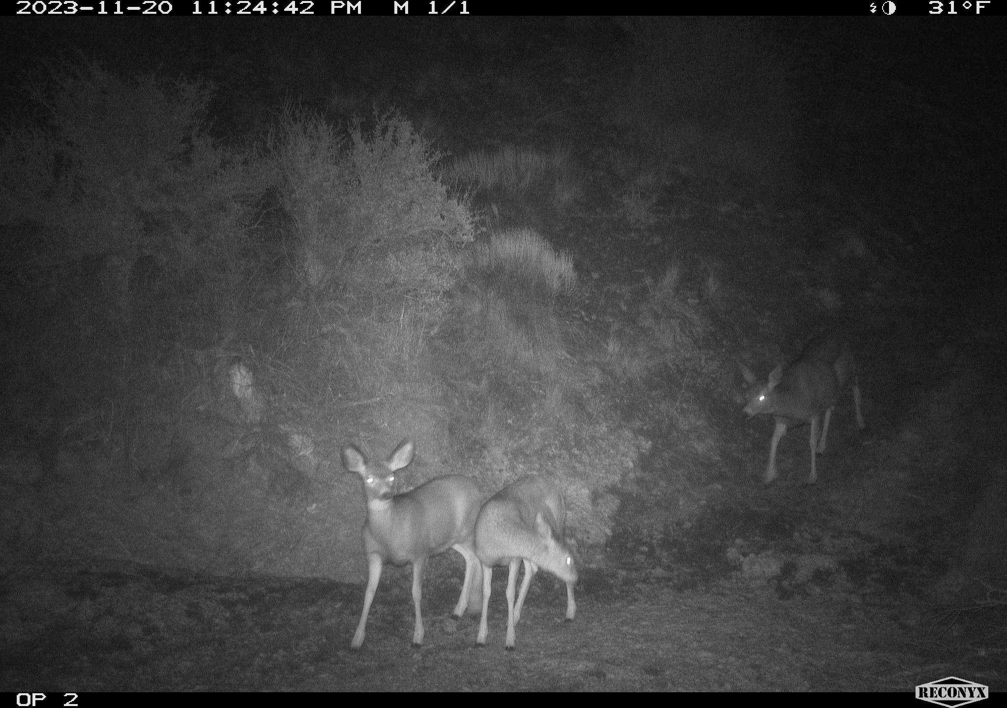 Deer crossing the Highway 21 overpass.